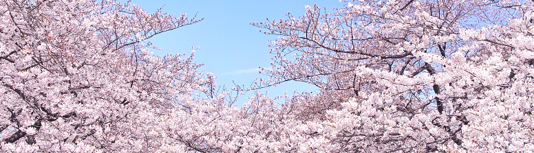 Blue sky and cherry blossom image