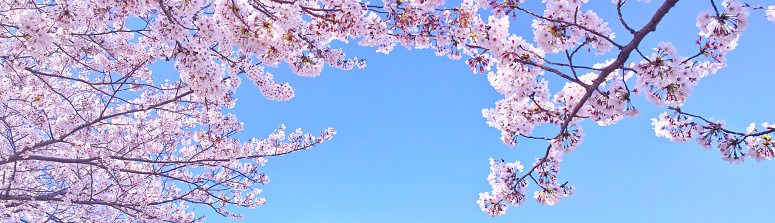 Blue sky and cherry blossom image