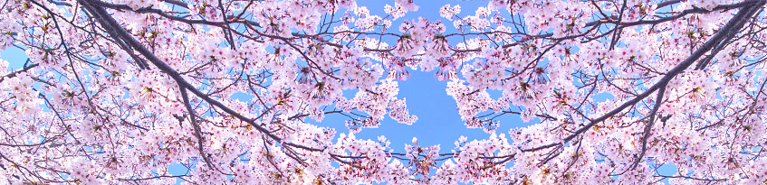 Blue sky and cherry blossom image