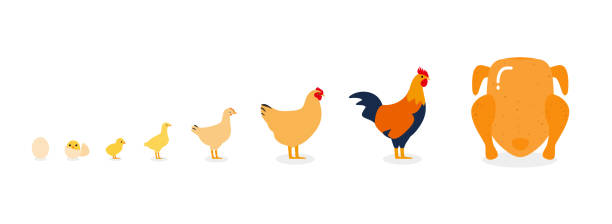 life of the chicken, different age of chicken, vector illustration life of the chicken, different age of chicken, vector illustration chicken meat illustrations stock illustrations
