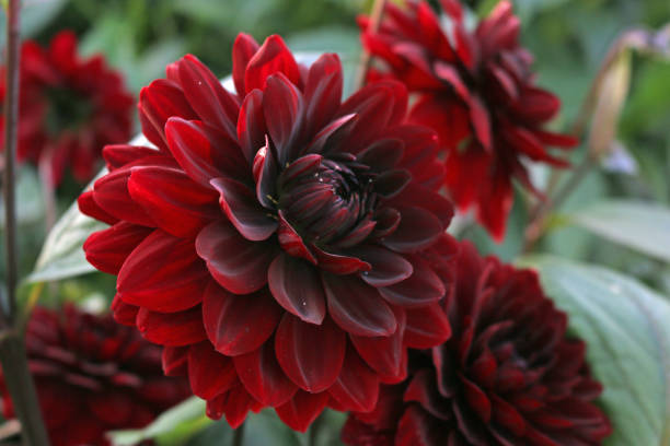 Dark red Dahlia flower Dark red dahlia variety Karma Naomi flower with a background of blurred leaves and flowers. kurma stock pictures, royalty-free photos & images