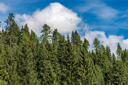 Pine forest in summer, evergreen trees on a clear blue sky with clouds. Alps, Trentino Alto Adige, Italy, south Europe