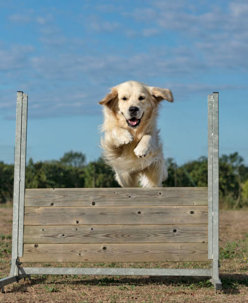istock training of obedience for dog 1180159031