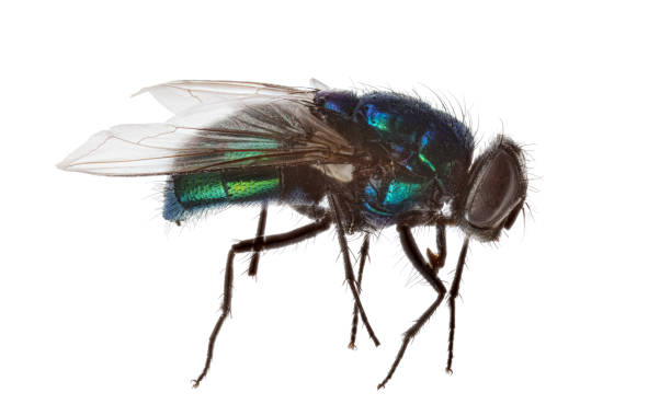 istock blue and green fly isolated on white 1180159034