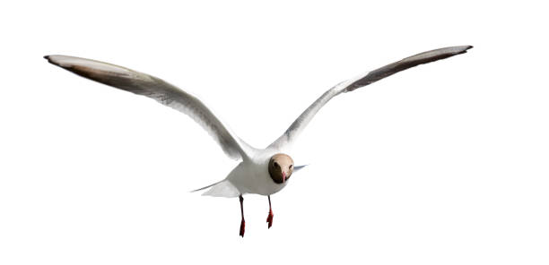istock black head gull flying isolated on white 1180159097