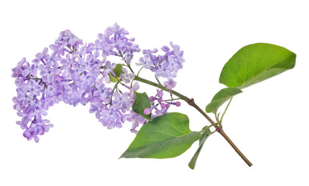 istock isolated light blue lilac blooms 1180159119