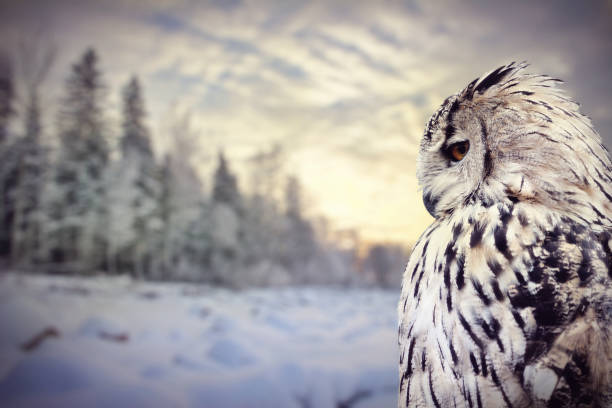 istock owl on winter dark forest background 1180159139