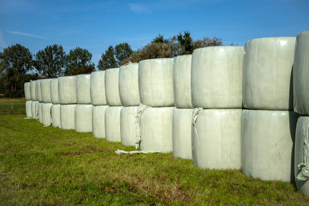 palle di fieno, balle di fieno avvolte in un foglio e impilate l'una sull'altra per lo stoccaggio - hay wheat bale stacking foto e immagini stock