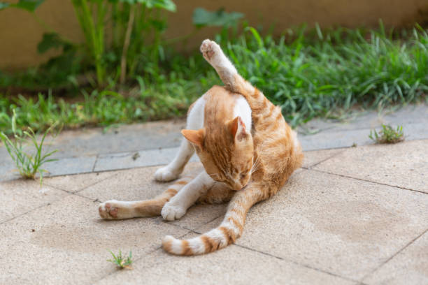 istock Orange stray big cat outdoors combing hair 1180163222