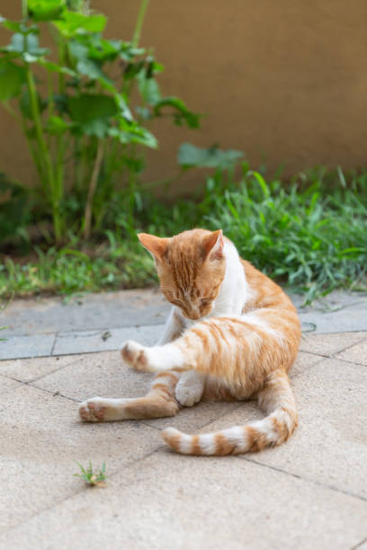 istock Orange stray big cat outdoors combing hair 1180163270