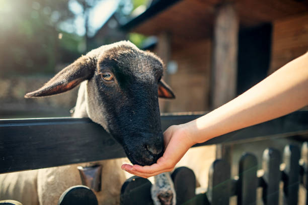 Little boy feeding sheep Portrait of a sheep being bed by little boy.
Sunny summer day.
Nikon D850. petting zoo stock pictures, royalty-free photos & images