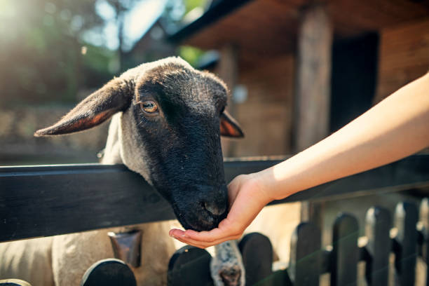 маленький мальчик кормит овец - sheep child farm livestock стоковые фото и изображения