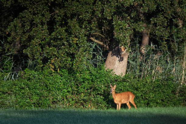 istock Roe deer doe in sunny meadow at forest edge. 1180164452