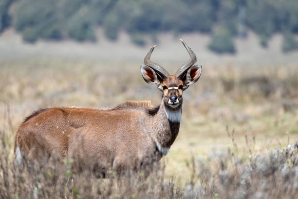 istock Mountain nyala, Ethiopia, Africa widlife 1180164554