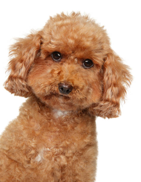 Three Cute Toy Poodle Puppies On A White Background Stock Photo - Download  Image Now - iStock