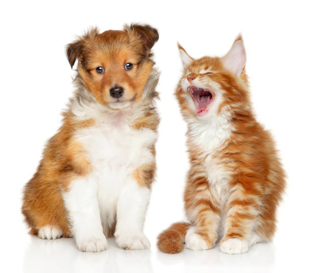 istock Cat and dog together 1180167901