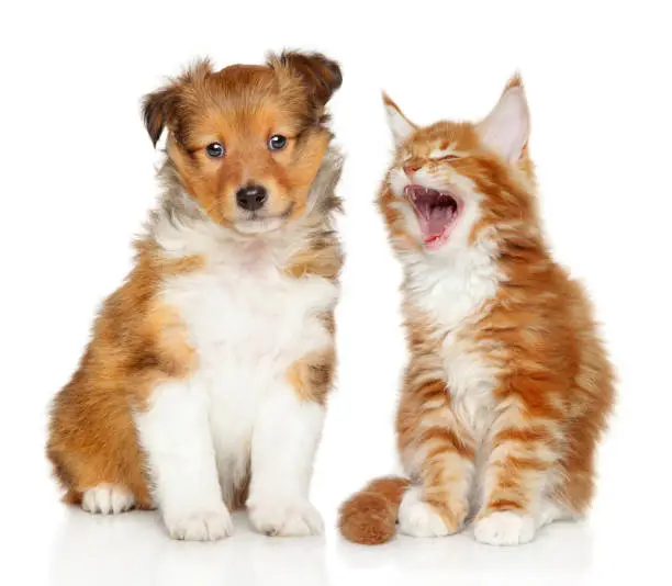 Cat and dog together on white background