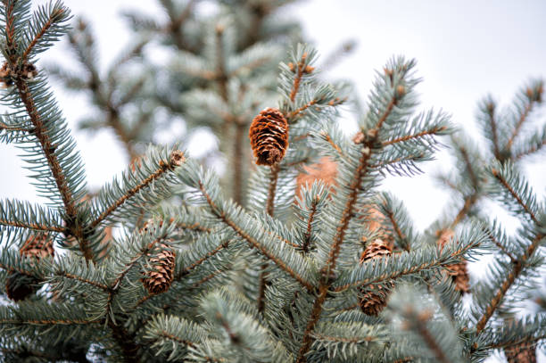 saison grüße. tannenbaum mit kegeln im freien. weihnachtsbaum. weihnachtsfeier. feiern sie das neue jahr. nadelbaum im winter. nadelbaum immergrüne fichte. auf natürlichem hintergrund - growth new evergreen tree pine tree stock-fotos und bilder