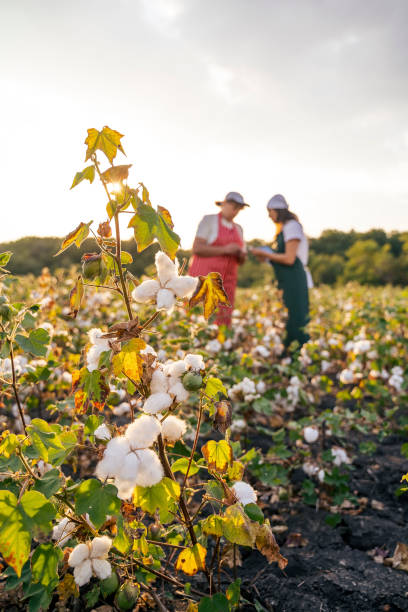 istock Share the knowledge. Cotton picking season. Active seniors working with the younger generation in the blooming cotton field. Two women agronomists evaluate the crop before harvest, under a golden sunset light. 1180170295