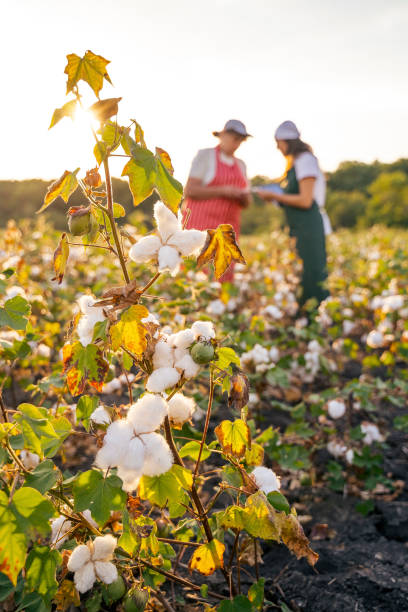 istock Share the knowledge. Cotton picking season. Active seniors working with the younger generation in the blooming cotton field. Two women agronomists evaluate the crop before harvest, under a golden sunset light. 1180170296