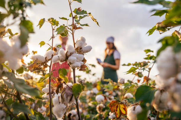 istock Share the knowledge. Cotton picking season. Active seniors working with the younger generation in the blooming cotton field. Two women agronomists evaluate the crop before harvest, under a golden sunset light. 1180170317