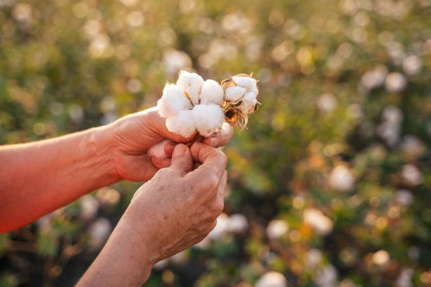 temporada de recolección de algodón. cu de active senior trabajando en el campo del algodón en floración. dos mujeres agrónomos evalúan el cultivo antes de la cosecha, bajo una luz dorada del atardecer. - fair park fotografías e imágenes de stock