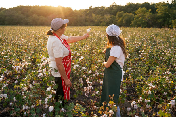istock Share the knowledge. Cotton picking season. Active seniors working with the younger generation in the blooming cotton field. Two women agronomists evaluate the crop before harvest, under a golden sunset light. 1180170342