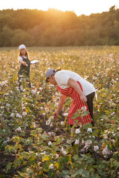 istock Share the knowledge. Cotton picking season. Active seniors working with the younger generation in the blooming cotton field. Two women agronomists evaluate the crop before harvest, under a golden sunset light. 1180170355