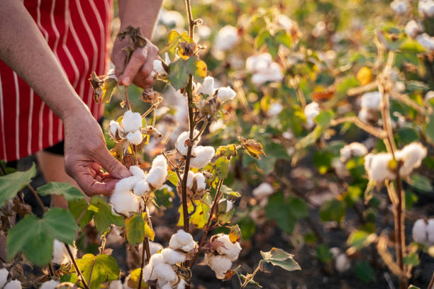 saison de cueillette du coton. cu d'active senior travaillant dans le champ de coton en fleurs. deux agronomes évaluent la récolte avant la récolte, sous une lumière dorée du coucher du soleil. - coton photos et images de collection