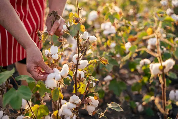 Photo of Cotton picking season. CU of Active senior working in the blooming cotton field. Two women agronomists evaluate the crop before harvest, under a golden sunset light.