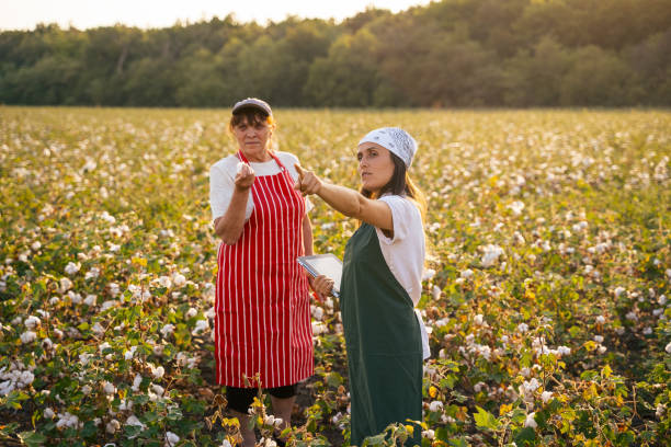 Quality control of the cotton plant crop. Confident women specialists analyzing the quality of the plants. Learning from the elder or from the younger ones... comparte el conocimiento. temporada de recolección de algodón. personas de la tercera edad activas que trabajan con la generación más joven en el campo del algodón en flor. dos mujeres agrónomos evalúan el cultivo antes de la cosecha, bajo una luz d