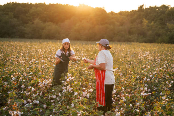 Quality control of the cotton plant crop. Confident women specialists analyzing the quality of the plants. Learning from the elder or from the younger ones... comparte el conocimiento. temporada de recolección de algodón. personas de la tercera edad activas que trabajan con la generación más joven en el campo del algodón en flor. dos mujeres agrónomos evalúan el cultivo antes de la cosecha, bajo una luz d