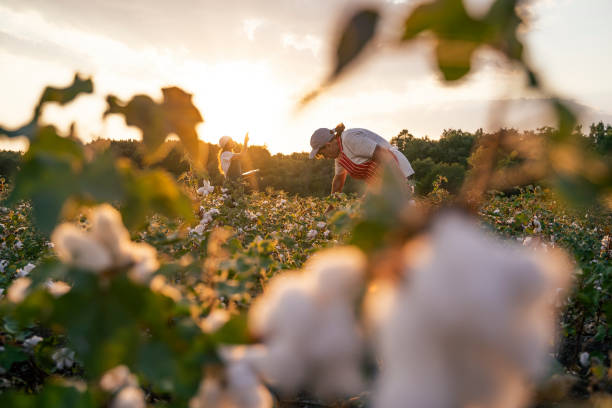 istock Share the knowledge. Cotton picking season. Active seniors working with the younger generation in the blooming cotton field. Two women agronomists evaluate the crop before harvest, under a golden sunset light. 1180170417