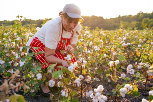 Cotton picking season. Active senior woman working in the blooming cotton field. Two women agronomists evaluate the crop before harvest, under a golden sunset light. Quality control of the cotton plant crop. Confident woman specialist analyzing the quality of the plants. cotton ball photos stock pictures, royalty-free photos & images