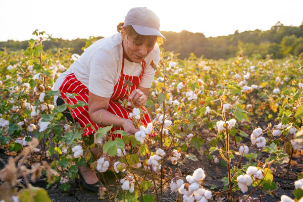 Senior woman working during cotton picking season in agri field. Quality control of the cotton plant crop. Confident woman specialist analyzing the quality of the plants. cotton cotton ball fiber white stock pictures, royalty-free photos & images