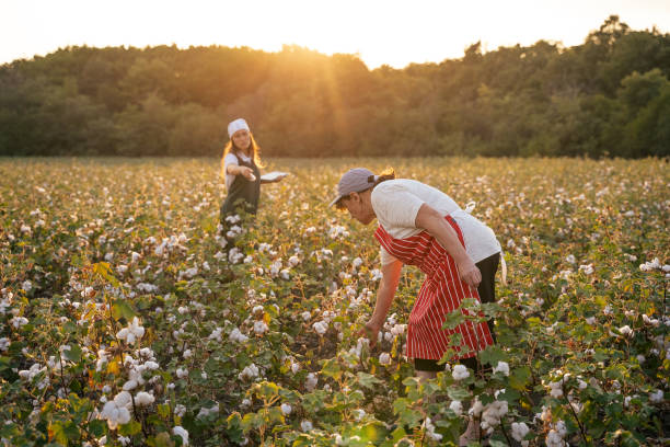 istock Share the knowledge. Cotton picking season. Active seniors working with the younger generation in the blooming cotton field. Two women agronomists evaluate the crop before harvest, under a golden sunset light. 1180170449