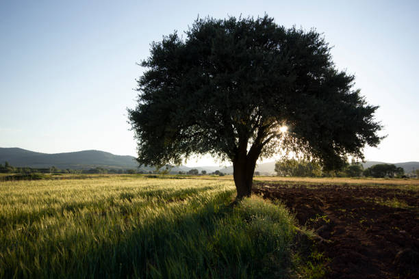 istock Green Wheat Growing In A Field 1180170455