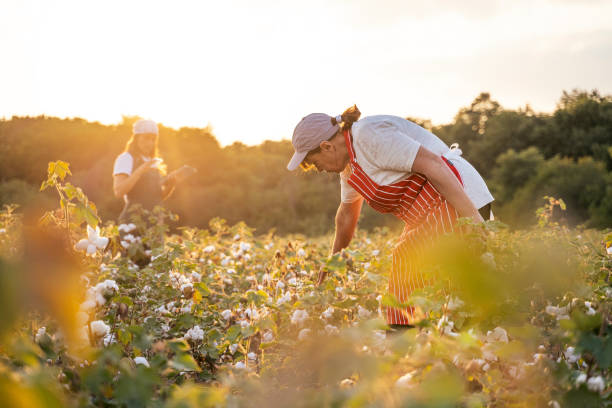 Share the knowledge. Cotton picking season. Active seniors working with the younger generation in the blooming cotton field. Two women agronomists evaluate the crop before harvest, under a golden sunset light.