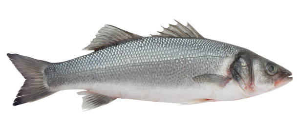 istock Seabass isolated on white background, clipping path, full depth of field 1180170522
