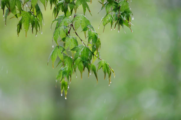 Rainy Day