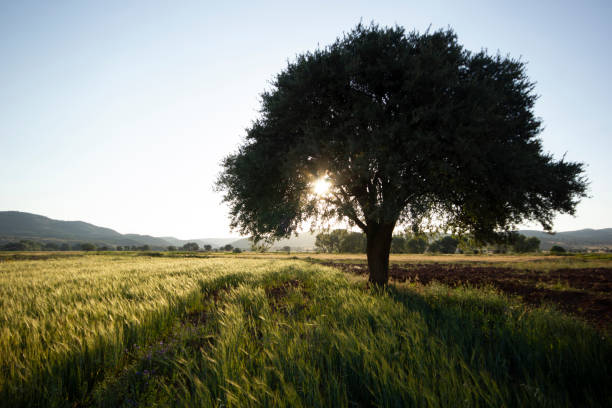 istock Green Wheat Growing In A Field 1180170830