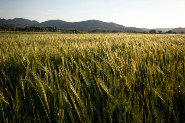 istock Green Wheat Growing In A Field 1180170942