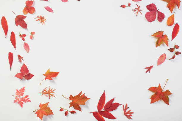 istock red autumn leaves on white background 1180171089