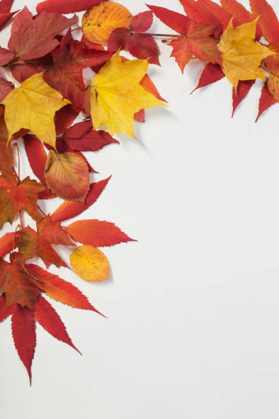 istock autumn leaves  on white background 1180171096