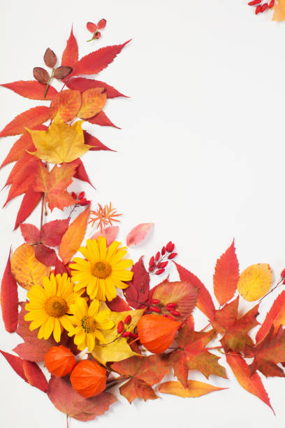istock autumn leaves and flowers on white background 1180171114