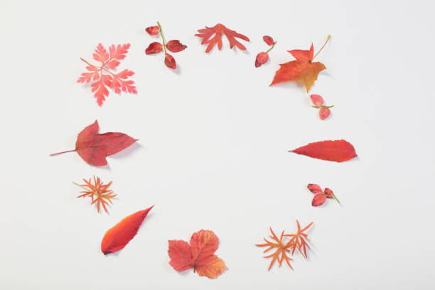 istock red autumn leaves on white background 1180171186