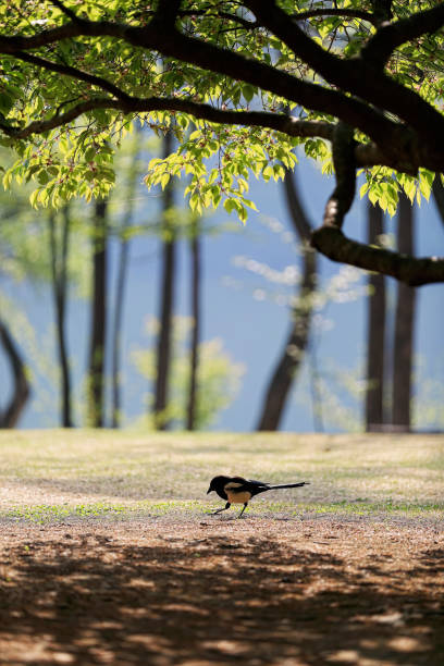 Spring Picnic