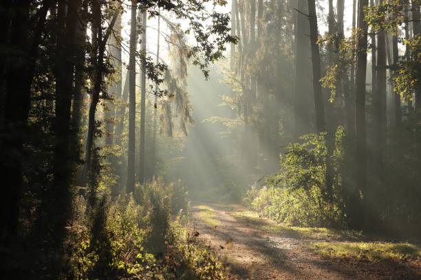istock Country road through the woods at dawn 1180175799