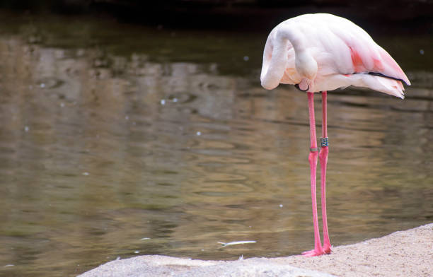 Portrait of a Pink Flamingo.