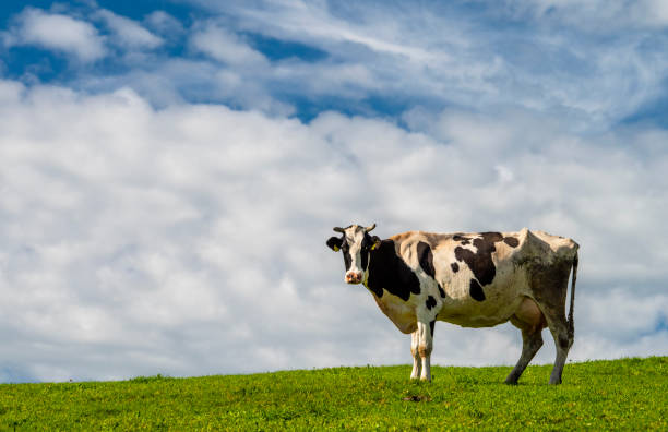 istock portrait of single cow in meadow 1180177363